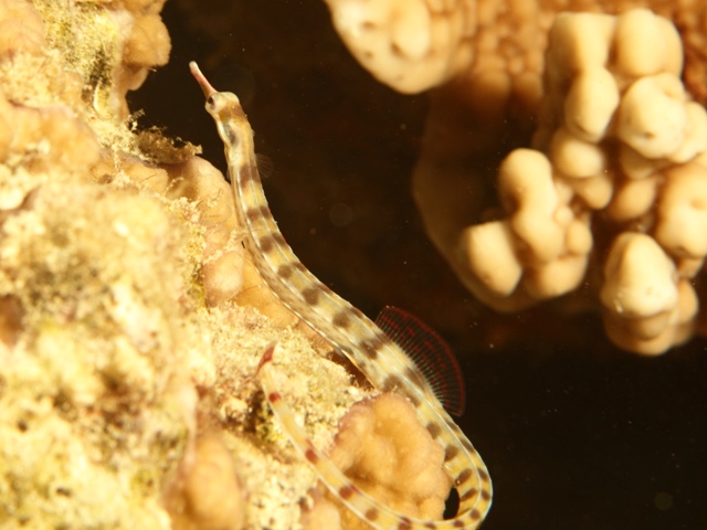 Corythoichtys Flavofasciatus